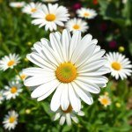 Margaret Seeds for Home Gardening