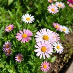 Margaret Seeds for Home Gardening