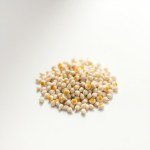 Margaret Seeds for Home Gardening