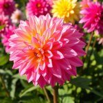 F1 Imported Dalia Mix Color 10 Seeds