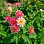 F1 Imported Dalia Mix Color 10 Seeds