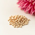 F1 Imported Dalia Mix Color 10 Seeds