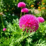 Globe Amaranth Seeds (Gomphrena globosa)