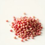 Globe Amaranth Seeds (Gomphrena globosa)