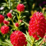 Celosia (Pheasant's Tail) Seeds for Home Gardening