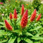 Celosia (Pheasant's Tail) Seeds for Home Gardening