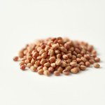Celosia (Pheasant's Tail) Seeds for Home Gardening