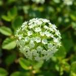 Gypsophila (Baby's Breath) Seeds