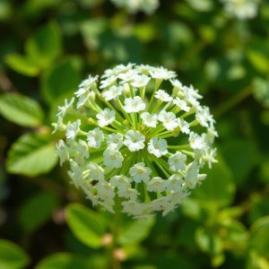 Gypsophila (Baby's Breath) Seeds