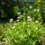 Gypsophila (Baby's Breath) Seeds