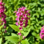 Red Salvia Seeds
