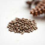 Red Salvia Seeds