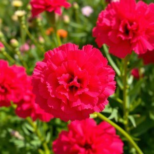 Carnation Seeds