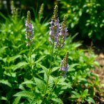 Larkspur Seeds