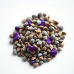 Pansy Seeds