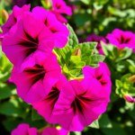 بذور بتونيا