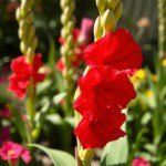 Gladiolus Seeds