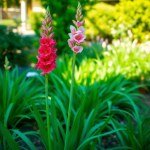 Gladiolus Seeds