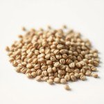 Snapdragon Seeds