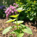 Malva Seeds