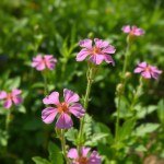 Silene Seeds