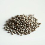 Phlox Seeds