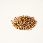 Dimorphotheca White Seeds