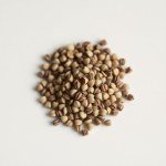 بذور استر
