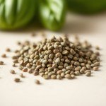 Basil Seeds