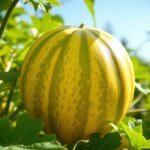 Snake Melon F1 Hybrid Seeds - MAGSEEDS