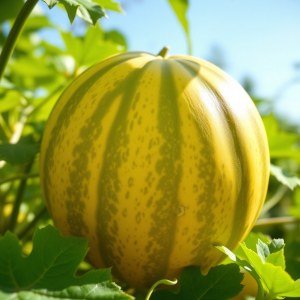 Snake Melon F1 Hybrid Seeds - MAGSEEDS