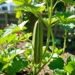 Snake Melon F1 Hybrid Seeds - MAGSEEDS