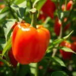 African Hot Pepper Seeds (10 Seeds)