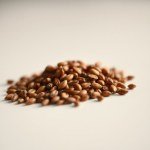 African Hot Pepper Seeds (10 Seeds)