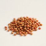 Imported Saint Pierre Tomato Seeds (5 Seeds)