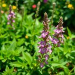 Sage Seeds (30 Seeds)