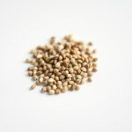 Sage Seeds (30 Seeds)