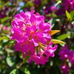 Jacaranda Tree Seeds 20