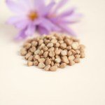 Jacaranda Tree Seeds 20
