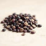 بذور باذنجان عروس