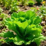 Local Lettuce Seeds