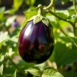 بذور باذنجان رومي