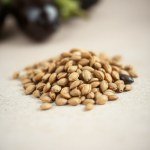 بذور باذنجان رومي