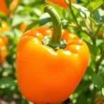Orange Bell Pepper 5 Seeds