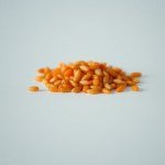Orange Bell Pepper 5 Seeds