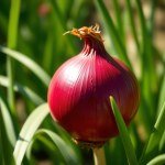 بذور بصل احمر سكري ايطالي (1000 بذرة)