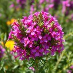 بذور روز ماري 50 بذرة