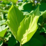 Molokhia (Jute Mallow) Seeds for Home Gardening