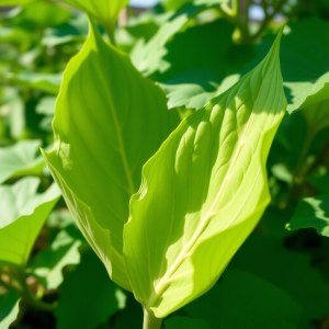Molokhia (Jute Mallow) Seeds for Home Gardening