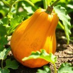 Iceberg Lettuce Seeds for Home Gardening